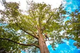 Best Palm Tree Trimming  in Lampasas, TX
