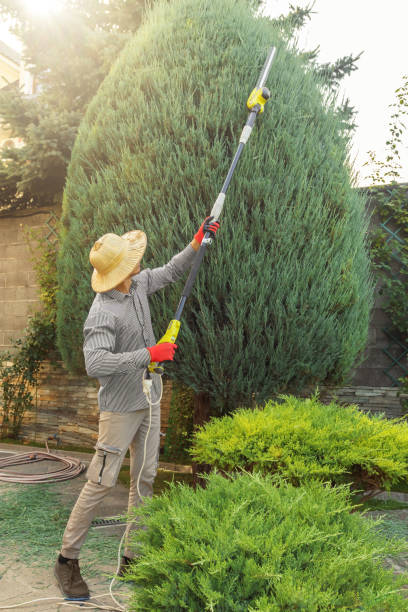  Lampasas, TX Tree Services Pros