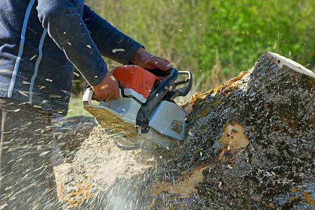 Best Lawn Mowing  in Lampasas, TX
