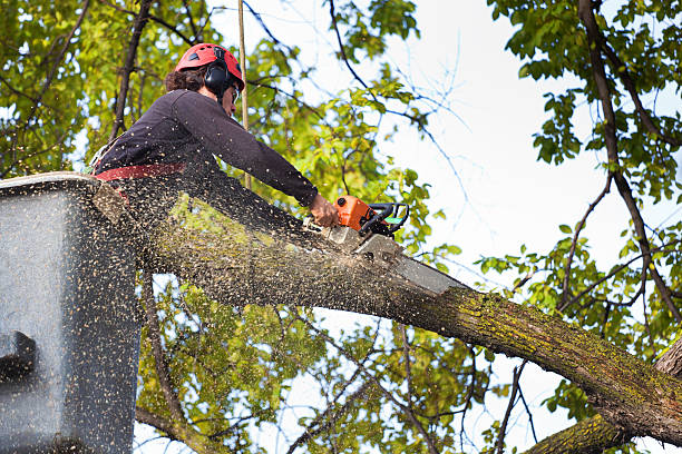 Best Lawn Maintenance Plans  in Lampasas, TX