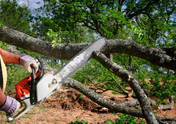 Best Root Management and Removal  in Lampasas, TX