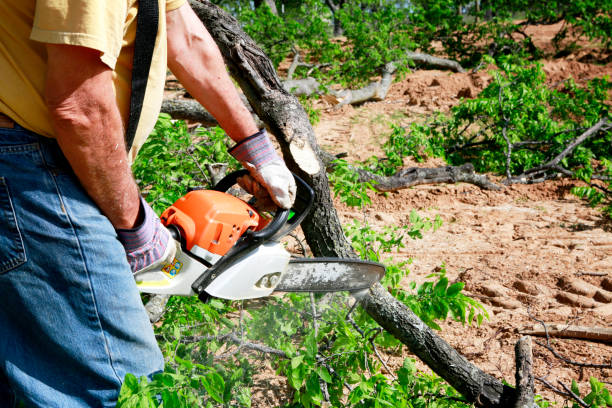 Best Emergency Tree Removal  in Lampasas, TX